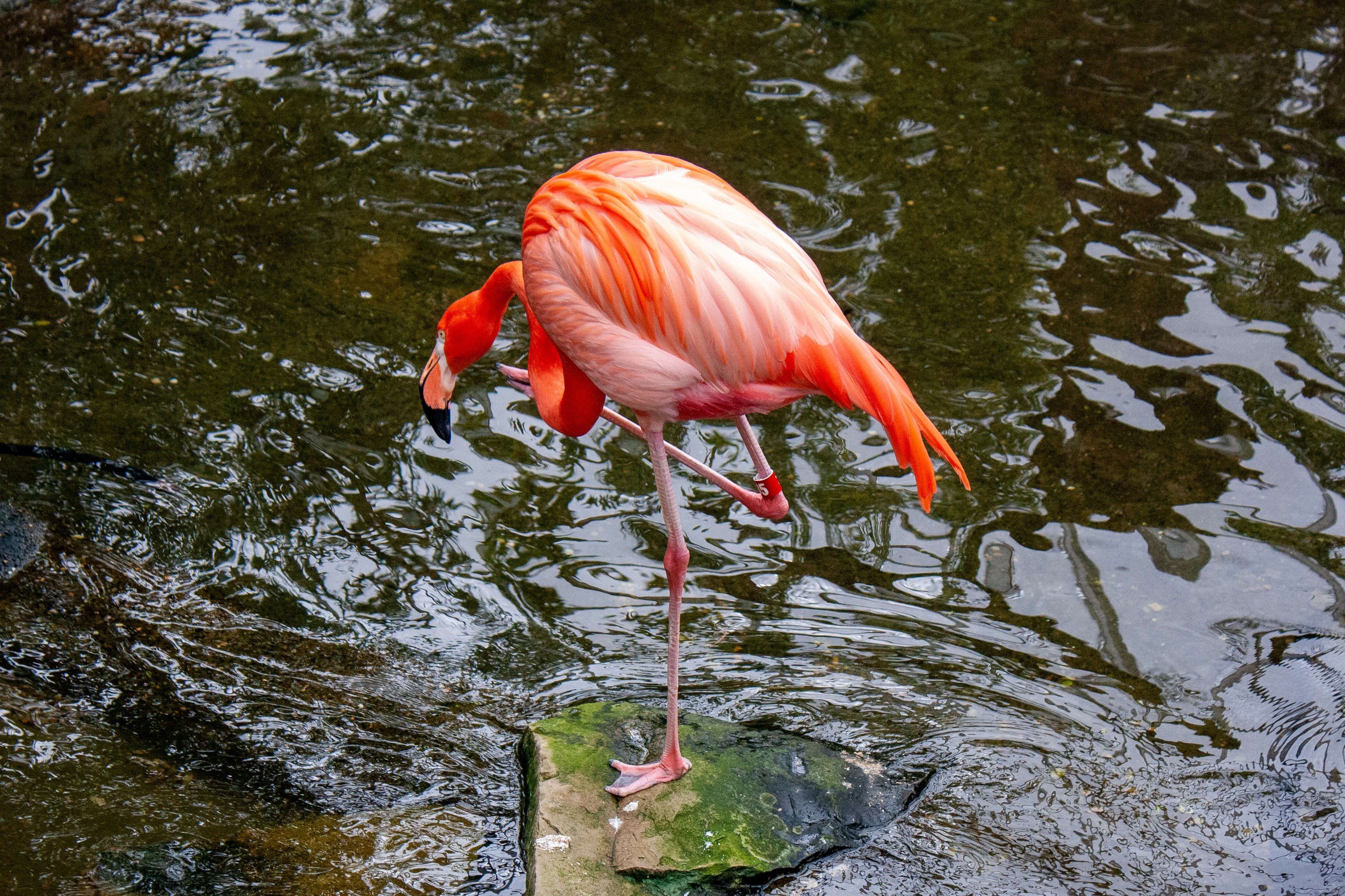 an american flamingo standing in water