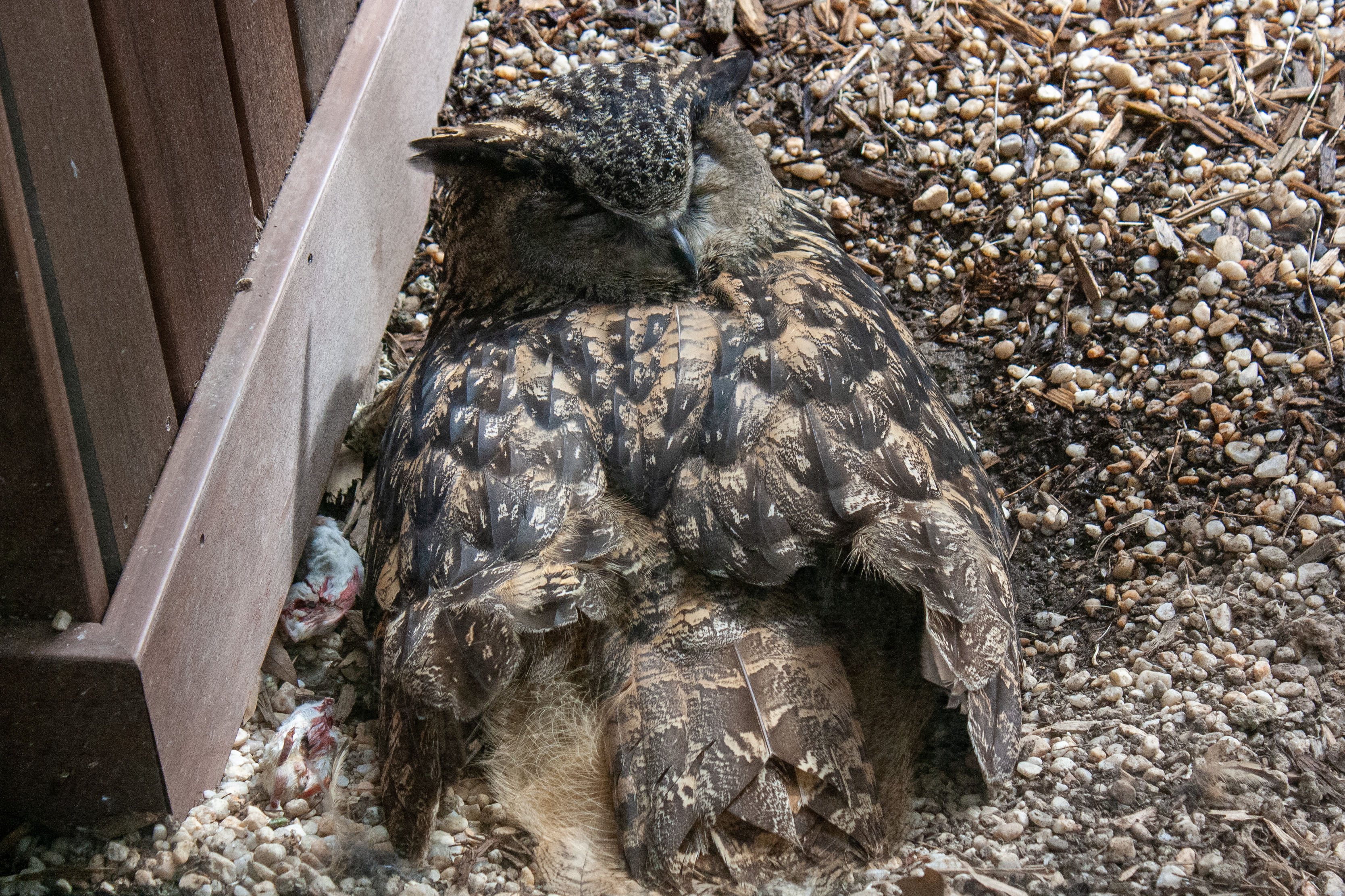 a sleeping eurasian eagle-owl