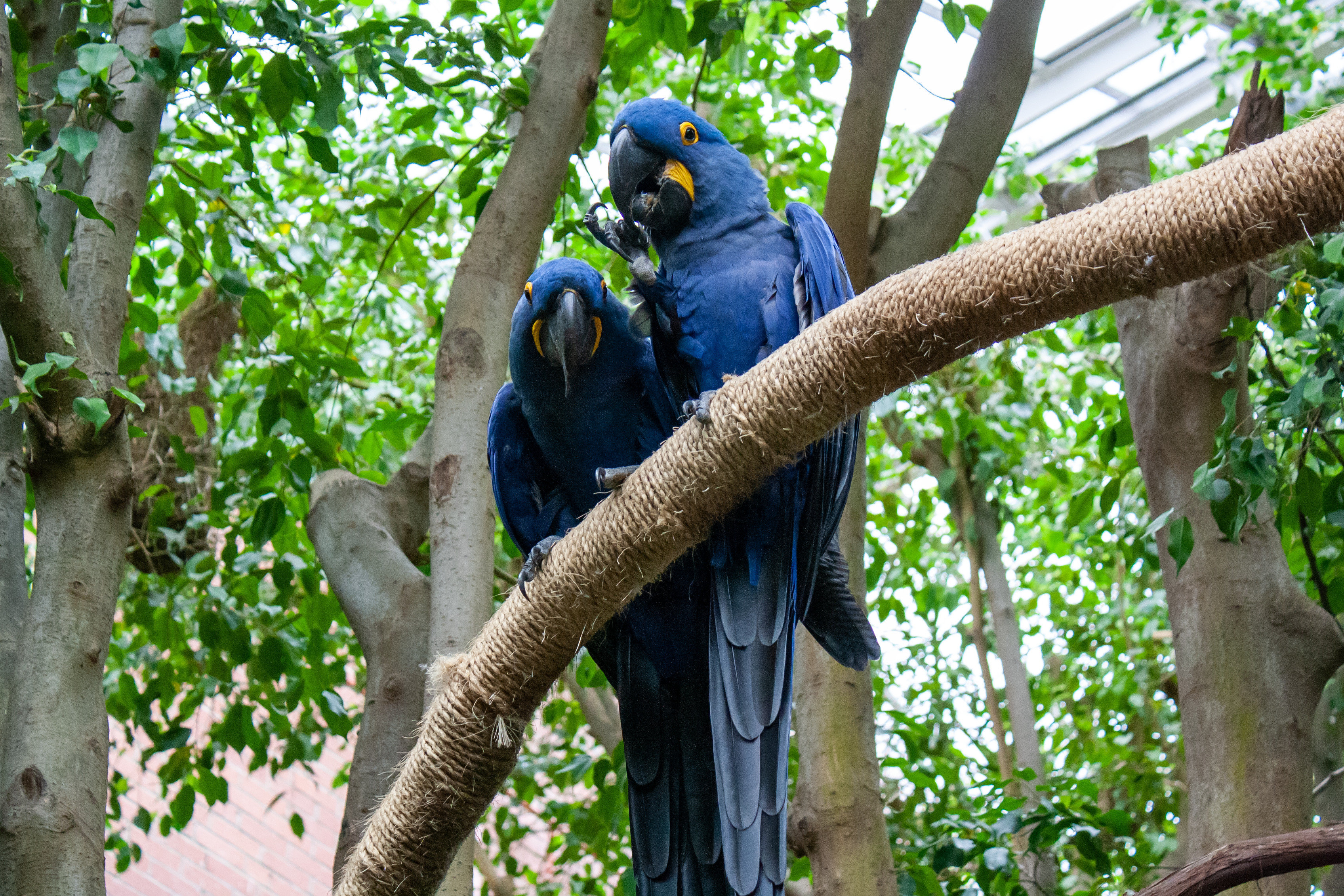 two hyacinth macaws on a branch