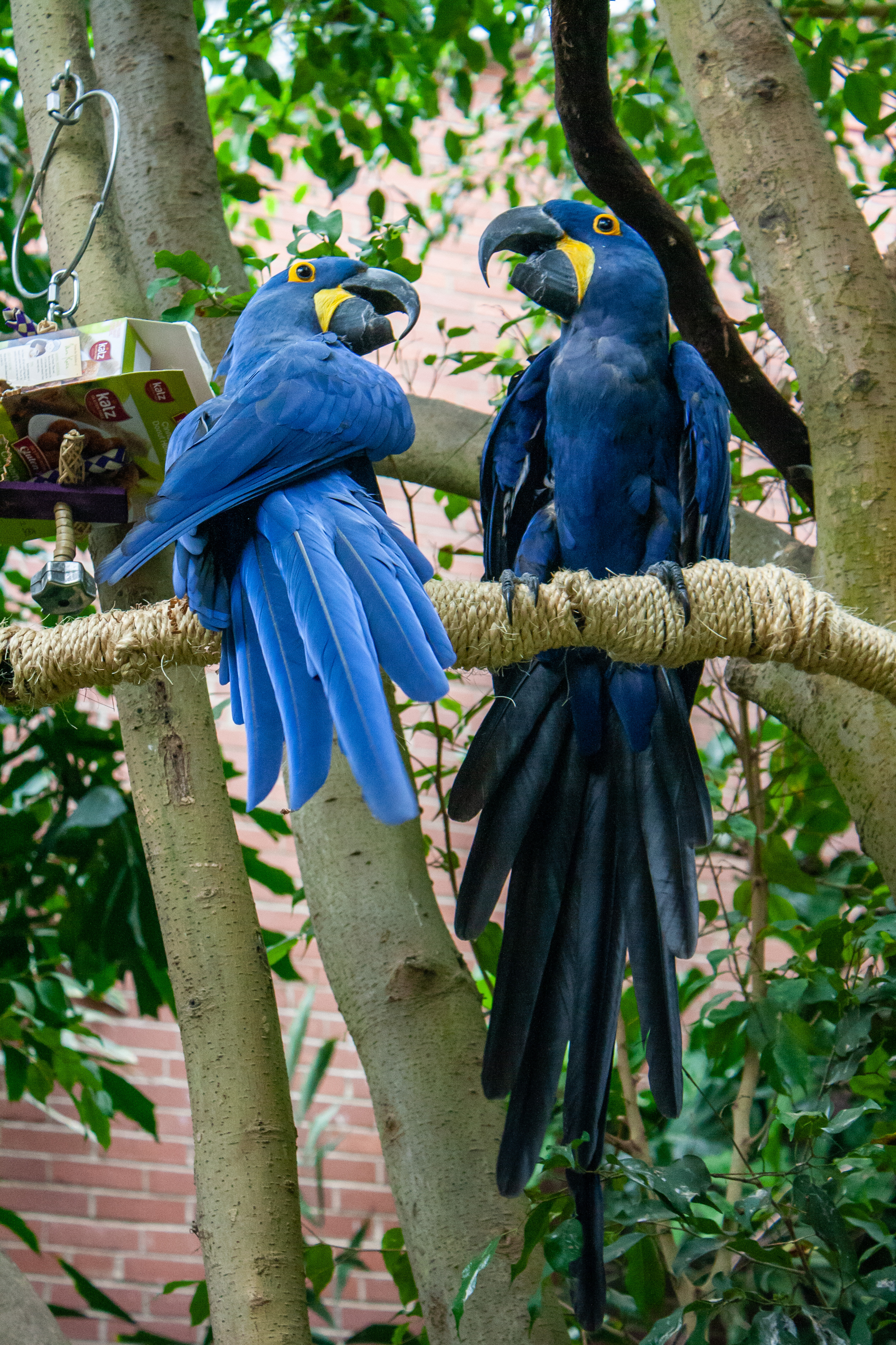 two hyacinth macaws looking at each other