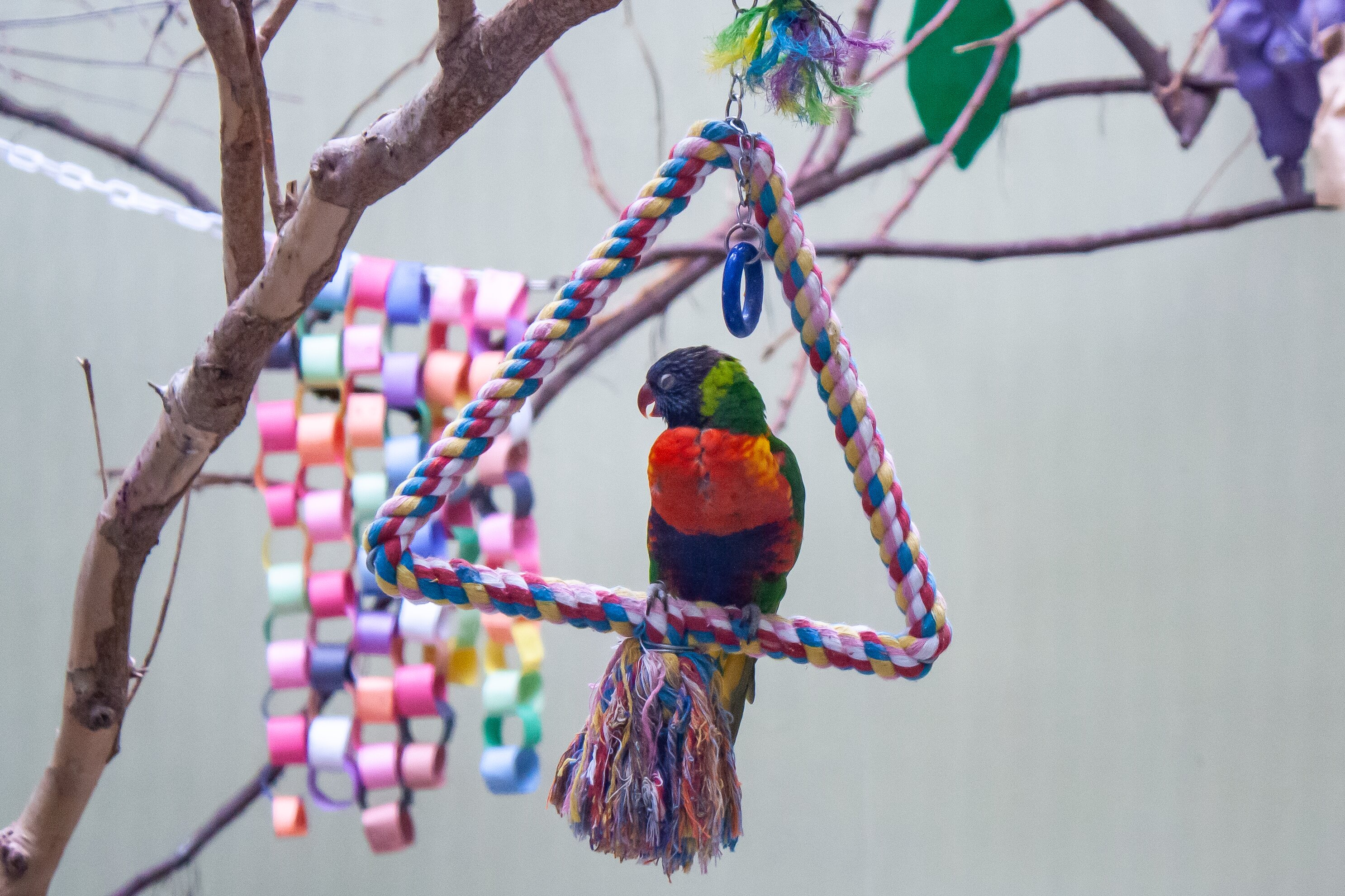 a rainbow lorikeet swinging on a toy