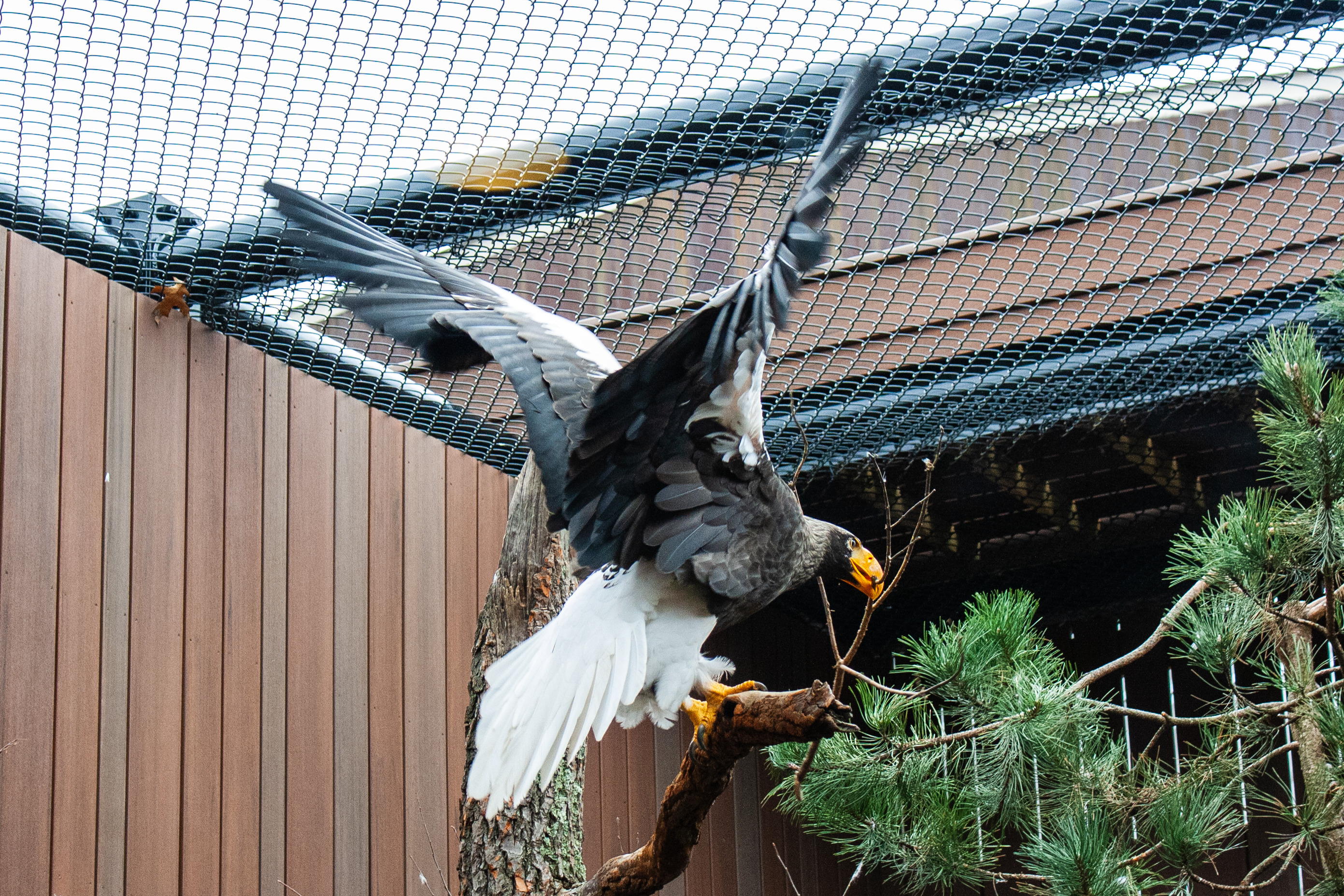 a steller's sea eagle with wings expanded