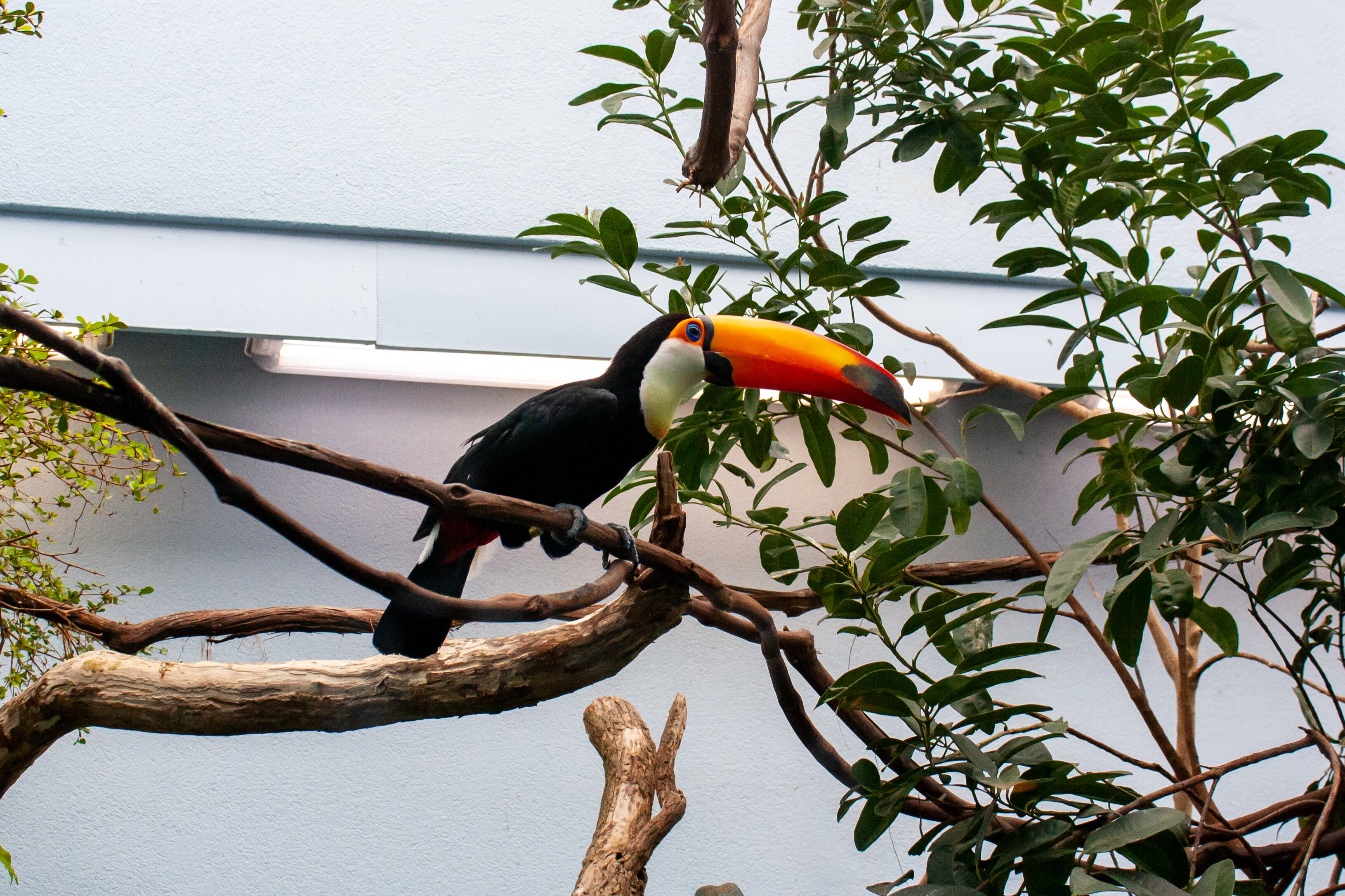 a toco toucan on a branch