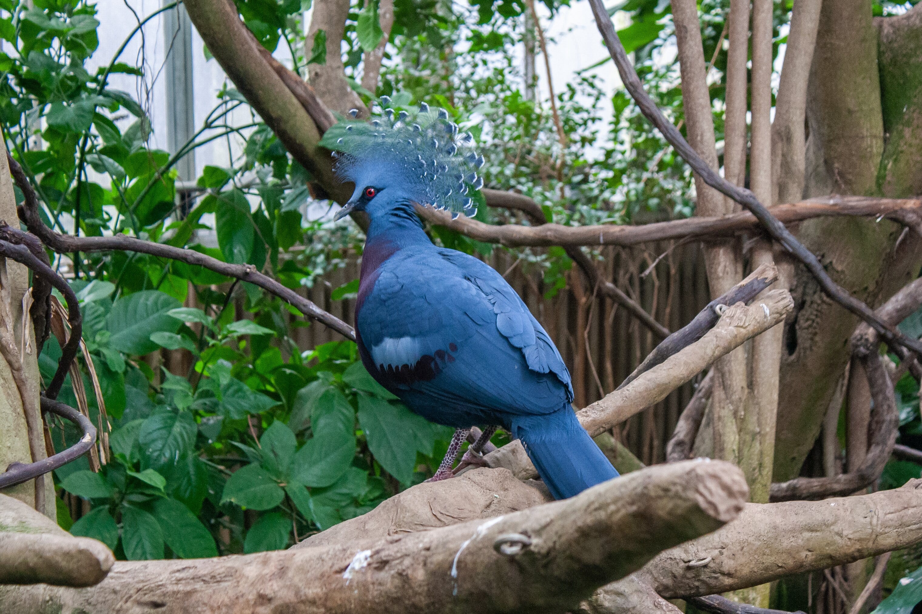 a victoria crowned pigeon on a branch