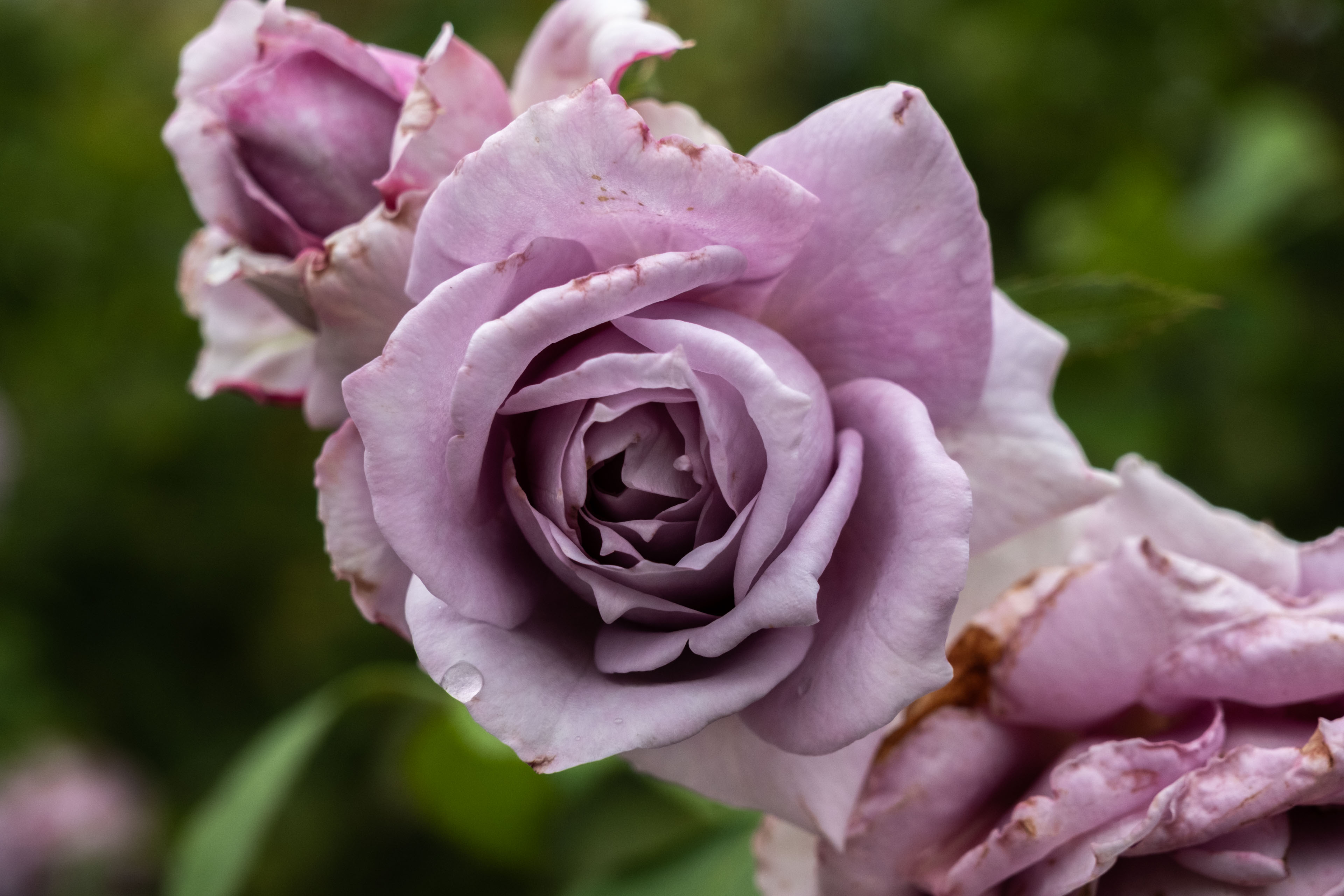 purple floribunda rose